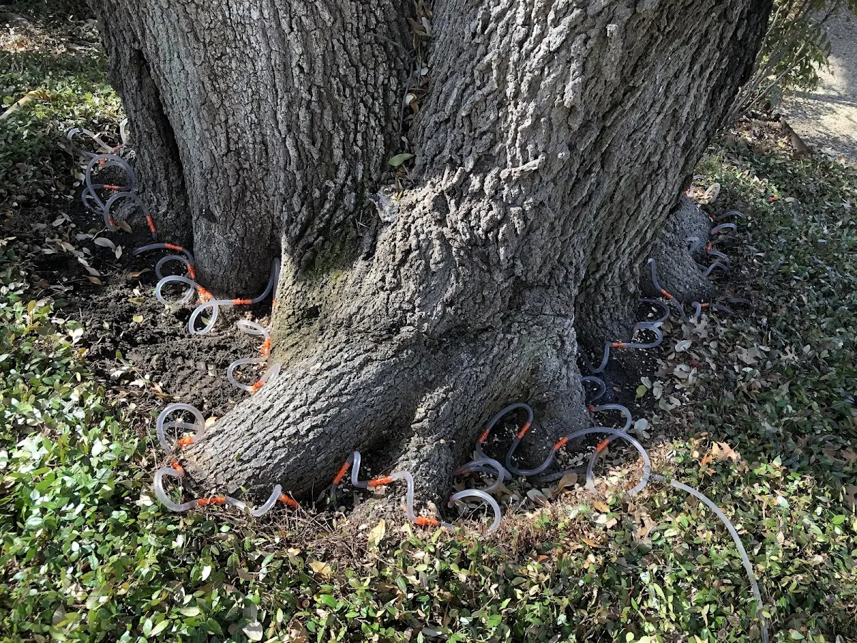 Detailed Shrub and Hedge Trimming job site in Desoto