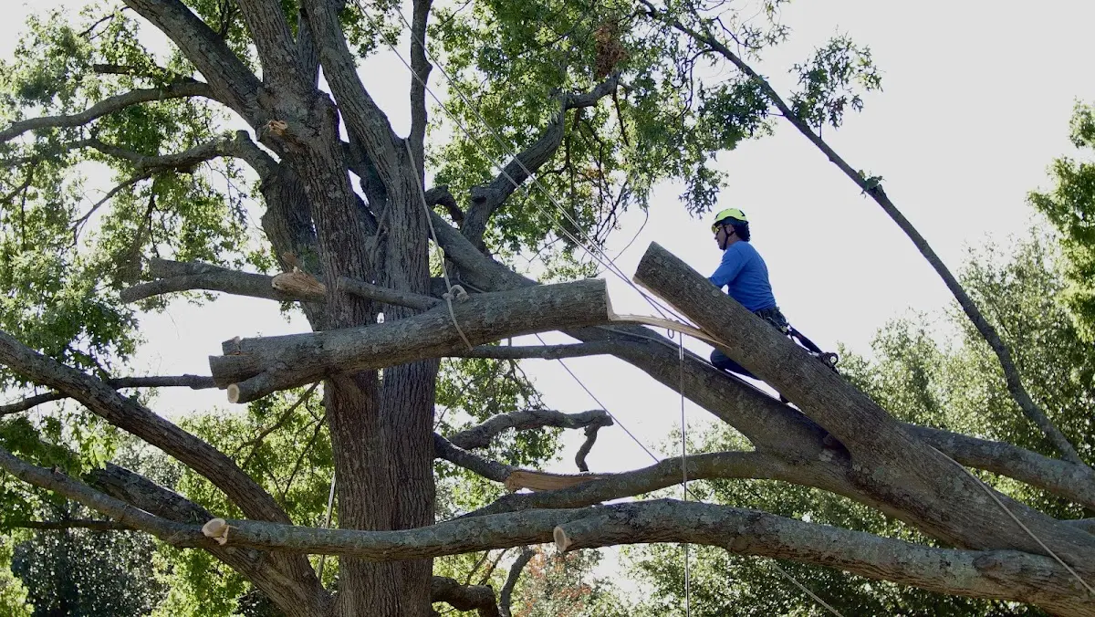 Professional Hazardous Tree Removal performed by certified arborists in Desoto